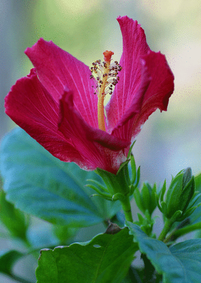 Hibiscus rosa-sinensis
